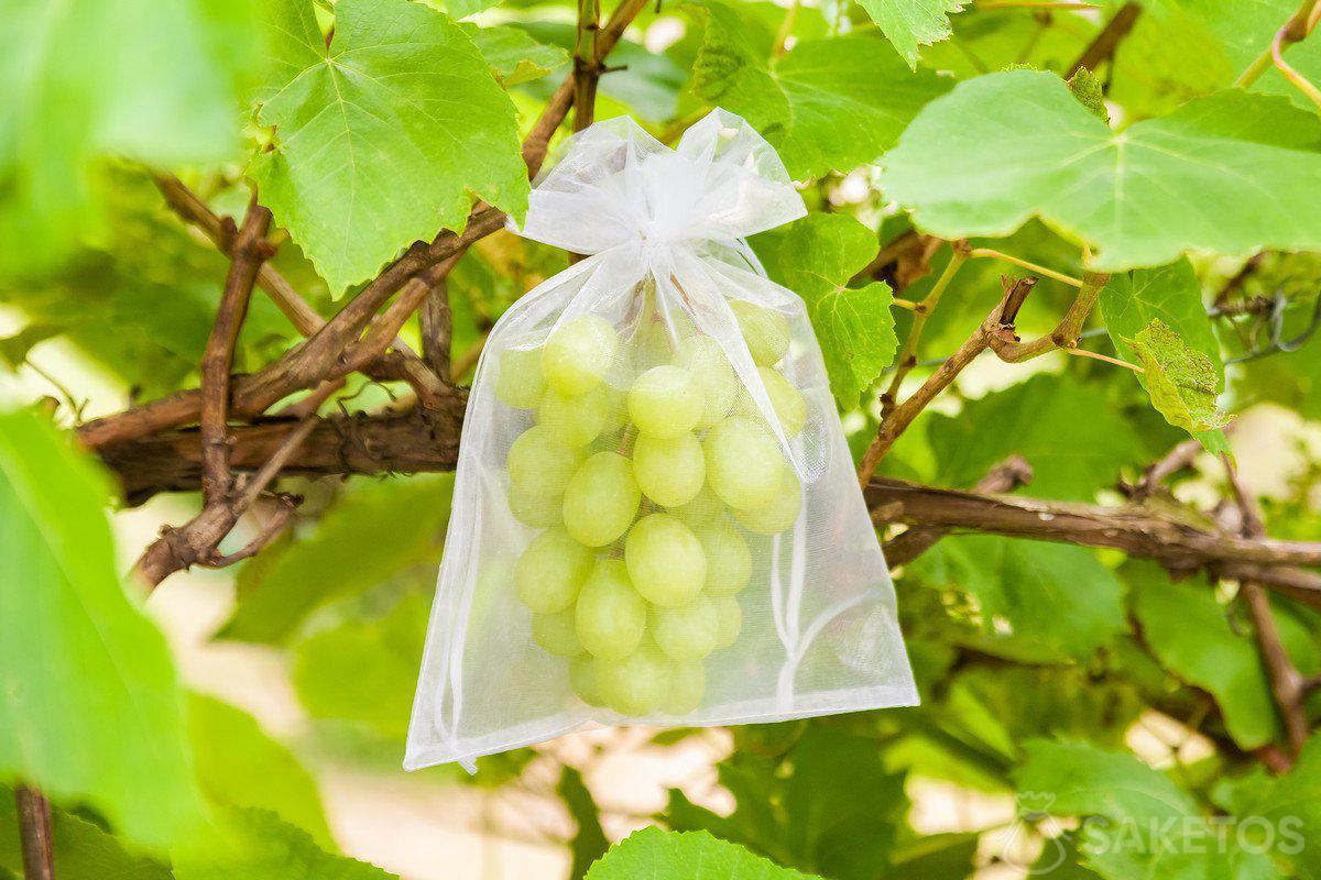 protection des raisins