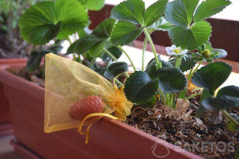 Protection des plantes - fraise dans un sac en organza. Protection des plantes, fruits, raisins