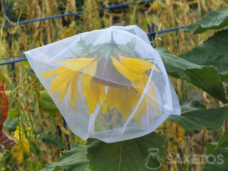 Protéger les graines de tournesol contre les oiseaux - sacs de protection pour le jardin