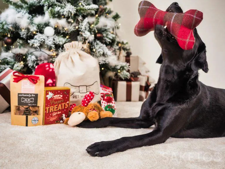 emballages cadeaux pour chiens et chats
