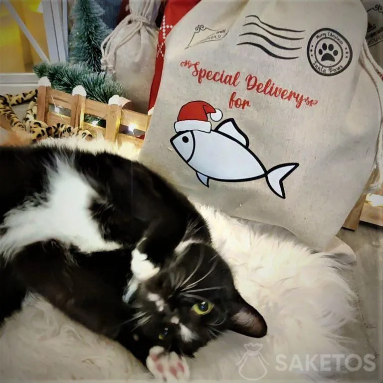 emballages cadeaux pour chiens et chats