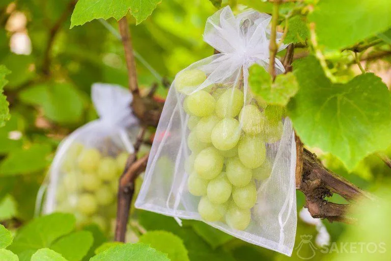 Moustiquaire aux fruits