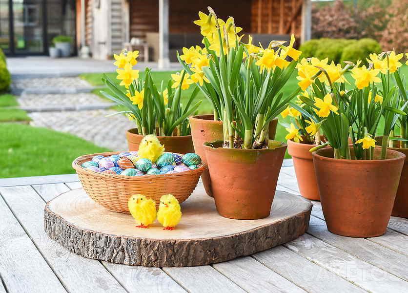 Fleurs de printemps devant la maison