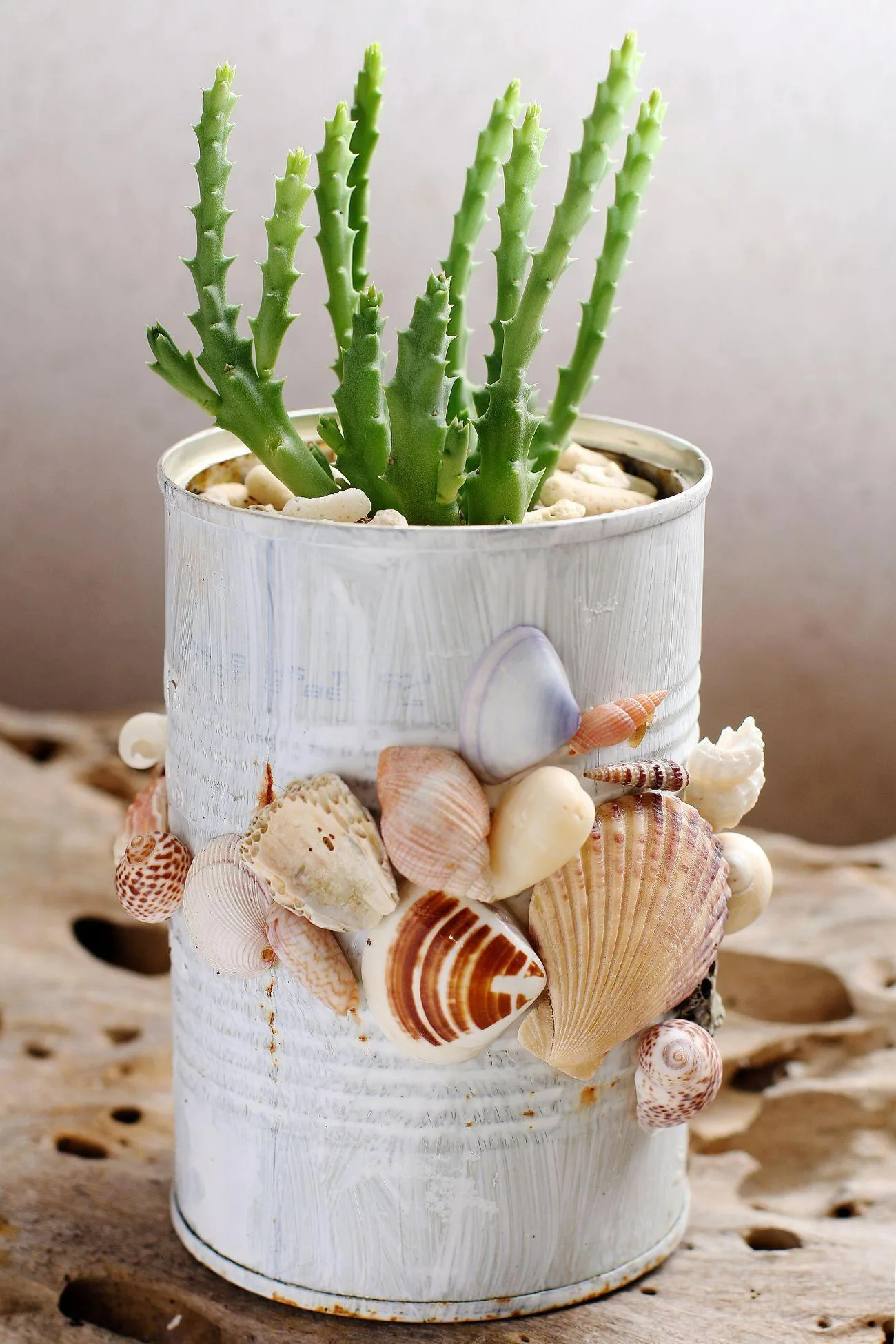 Dans quoi conserver les coquillages ? Utilisez-les pour créer des décorations d'intérieur DYY