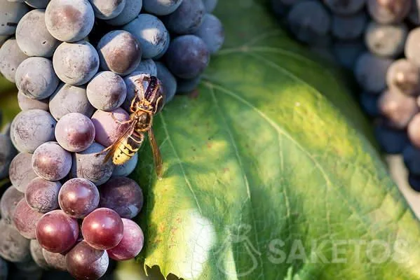 Guêpes - moyens de lutter contre les insectes gênants