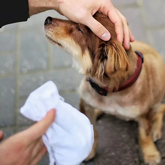 Stocker les friandises pour votre animal de compagnie
