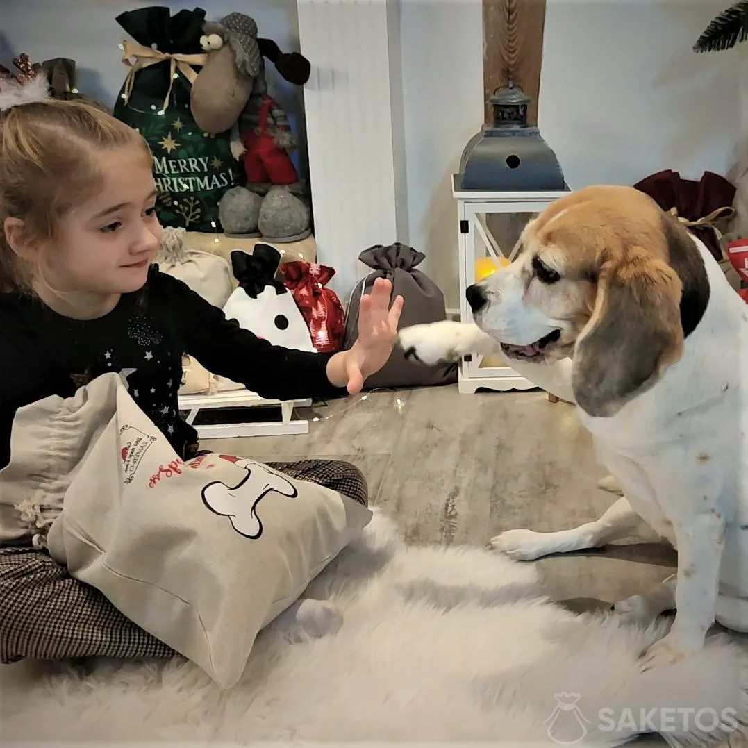 emballages cadeaux pour chiens et chats